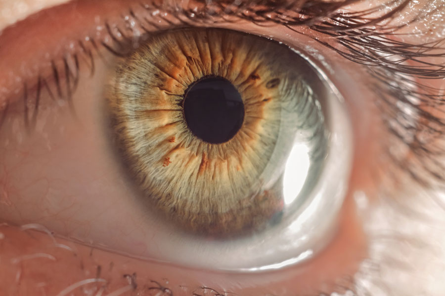 das menschliche Auge - Sehen